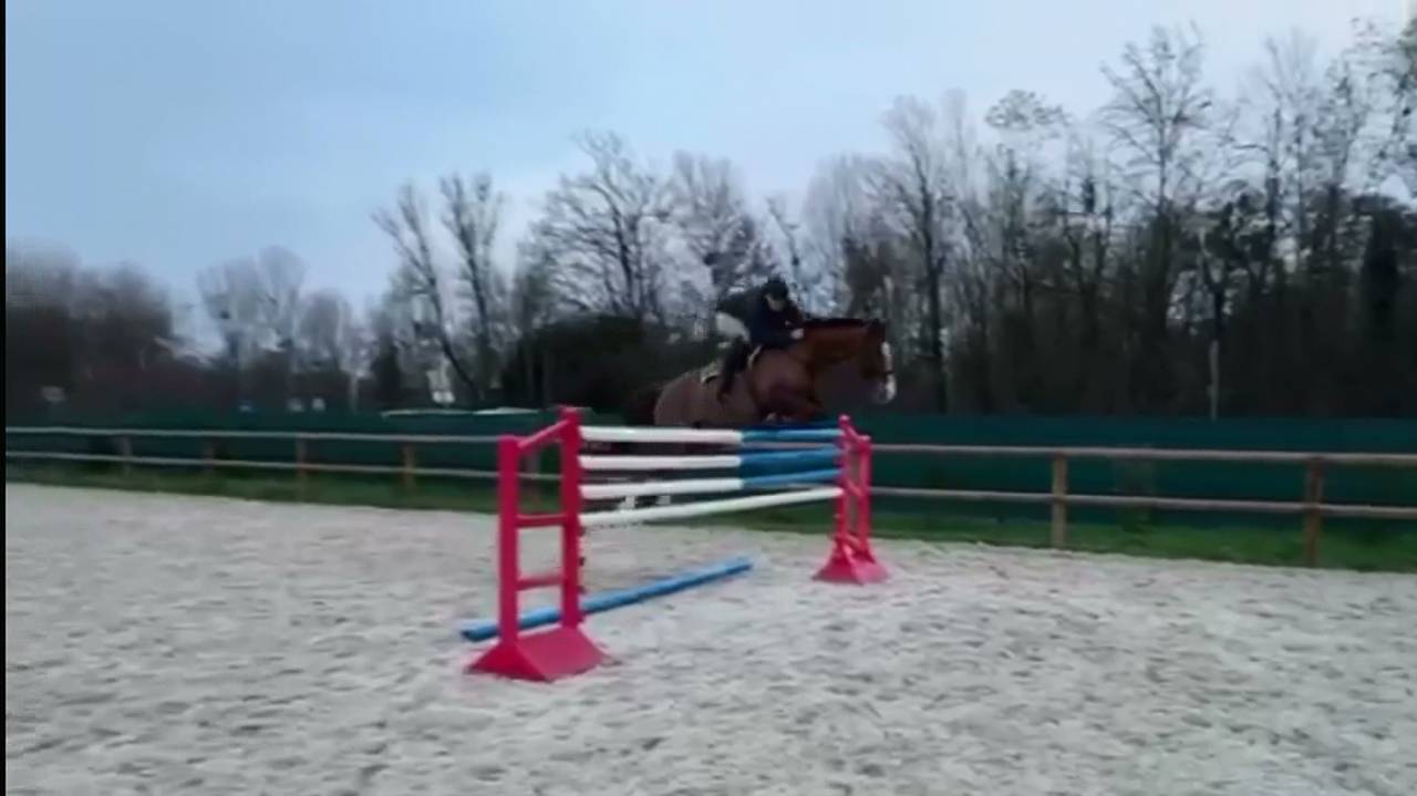 Selle Fran&ccedil;ais &ndash; Jument &ndash; Alezane &ndash; 164cm &ndash; 9ans