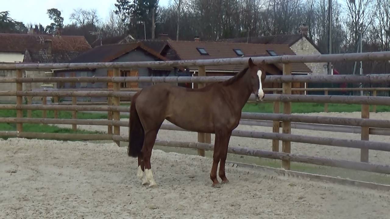 Selle Fran&ccedil;ais &ndash; Jument &ndash; Alezane &ndash; 164cm &ndash; 9ans