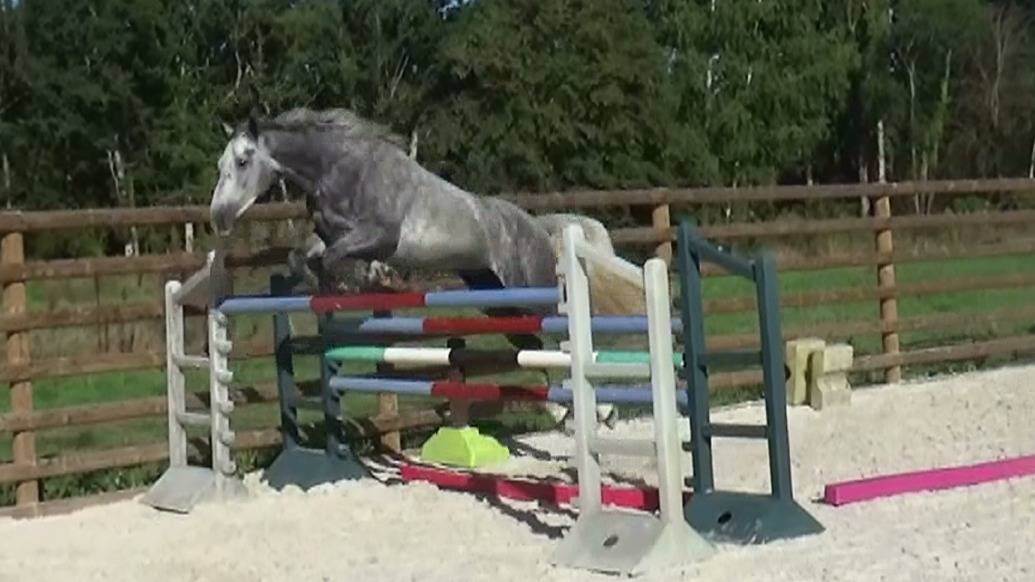 Selle Fran&ccedil;ais &ndash; 5ans &ndash;Hongre - Gris &ndash; 168cm