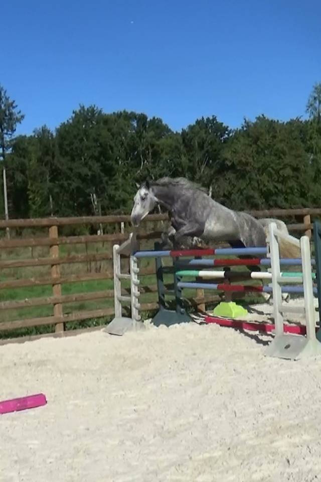 Selle Fran&ccedil;ais &ndash; 5ans &ndash;Hongre - Gris &ndash; 168cm