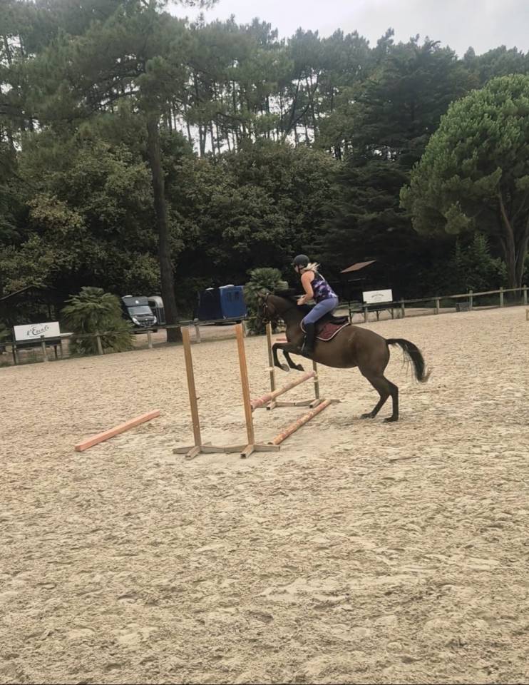 Chevaux ps polyvalents &agrave; vendre