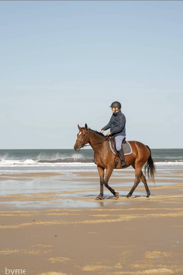 Chevaux ps polyvalents &agrave; vendre