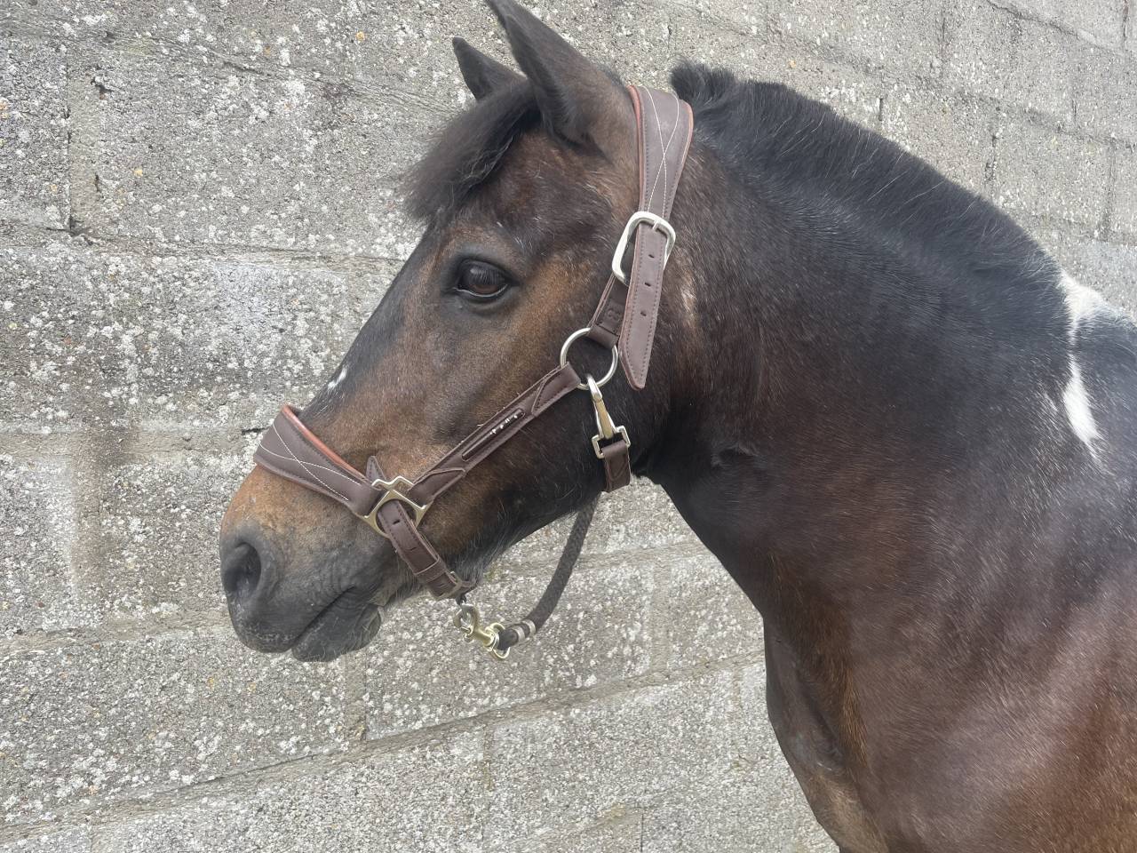 &Agrave; vendre double poney 