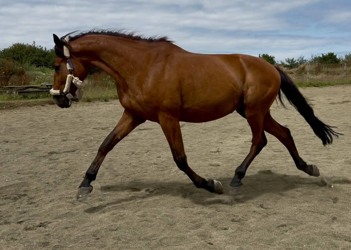 Trotteur fran&ccedil;ais 
