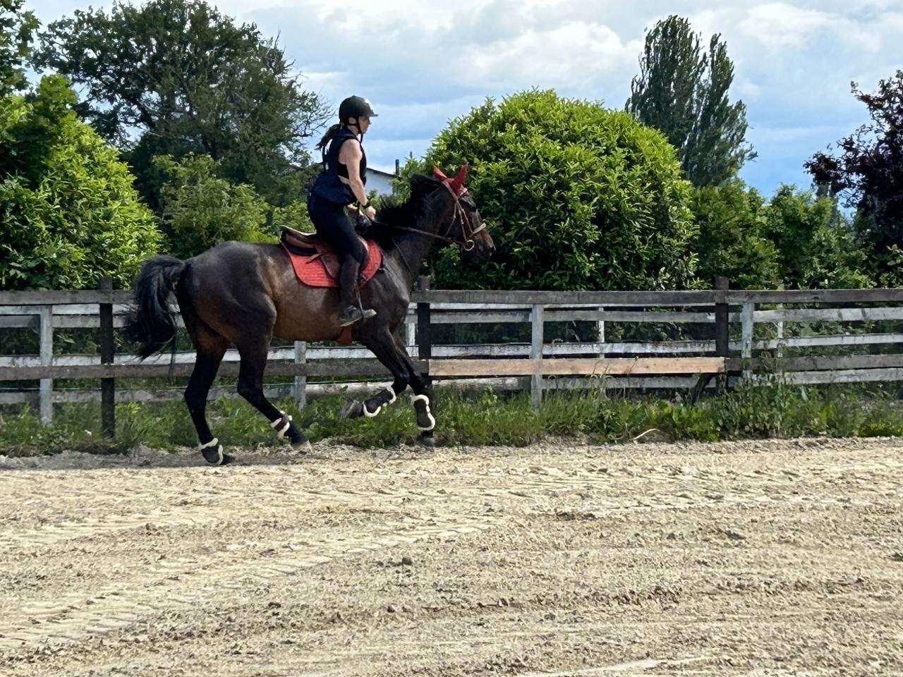 Hongre 7 ans &agrave; vendre 