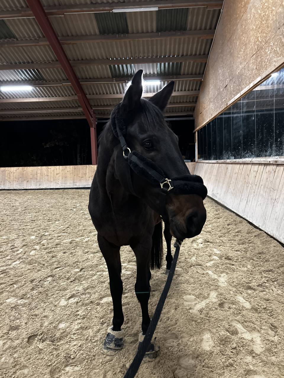 Hongre 7 ans &agrave; vendre 