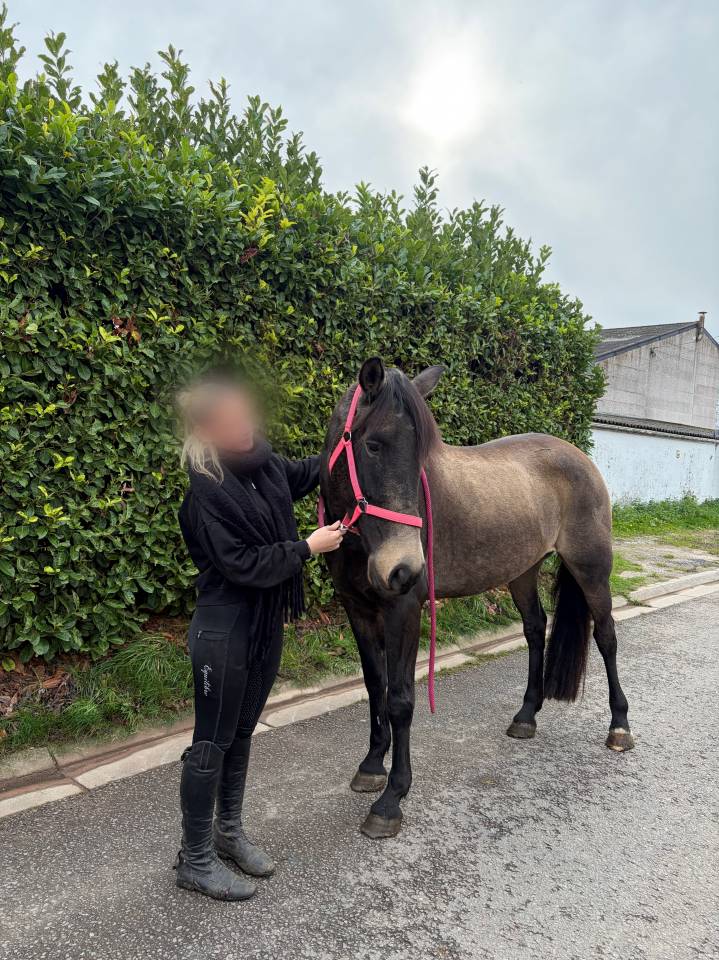 Nativo 6 ans a vendre