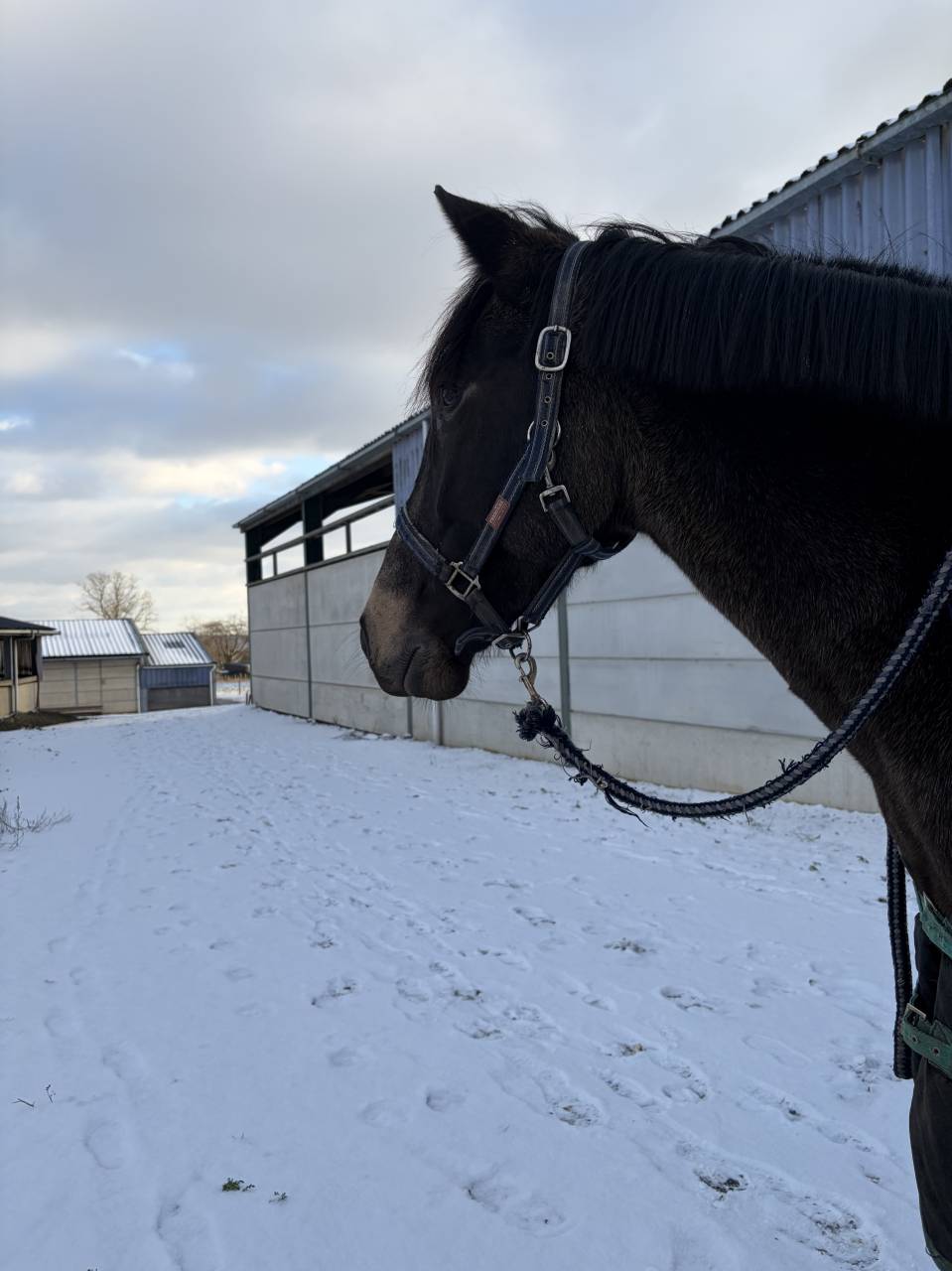 Nativo 6 ans a vendre