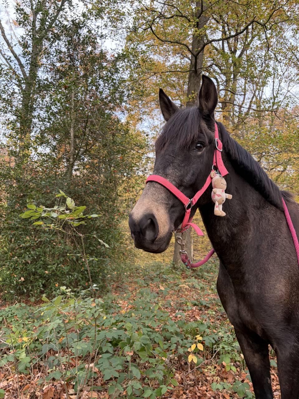 Nativo 6 ans a vendre