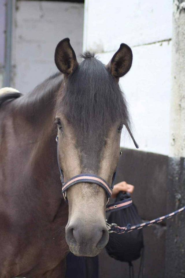 Nativo 6 ans a vendre