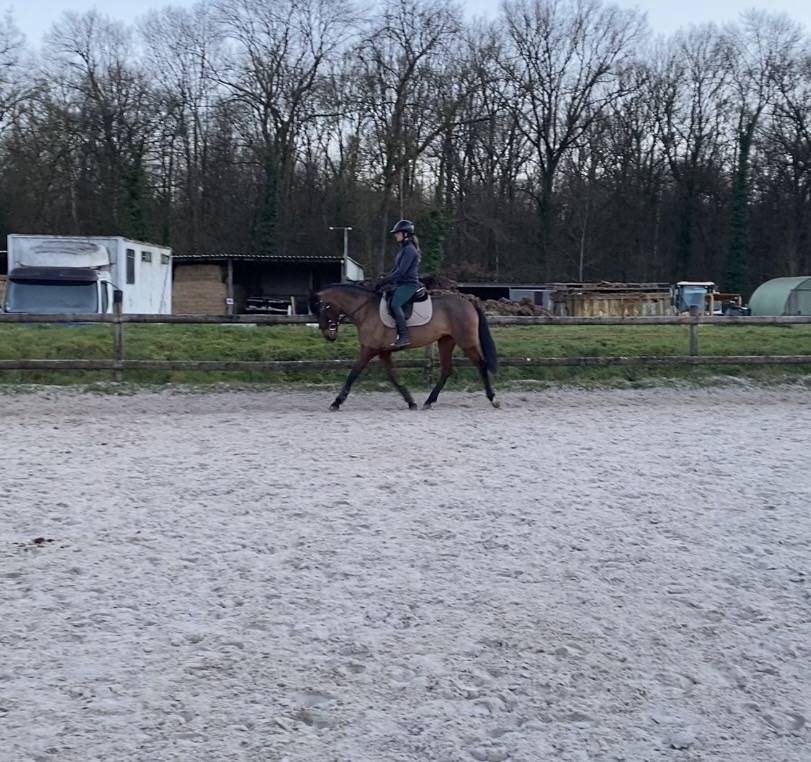 Petite jument de dressage 