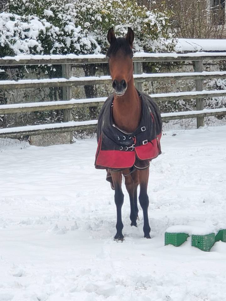 Petite jument de dressage 