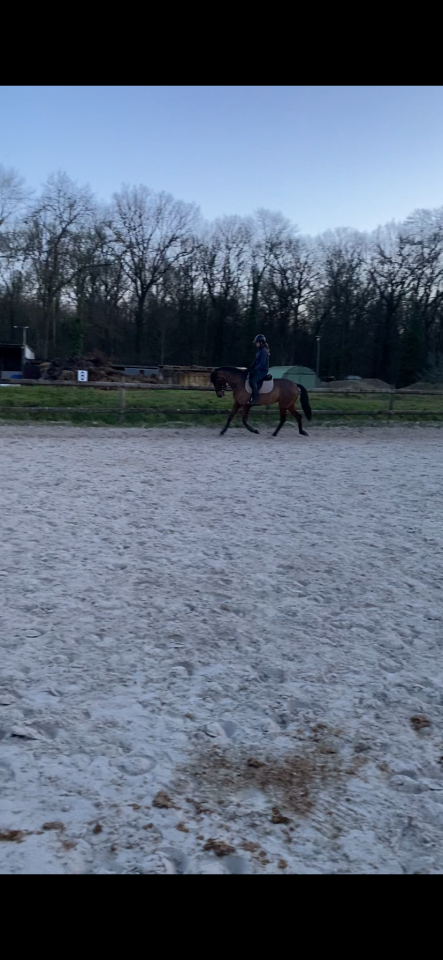 Petite jument de dressage 