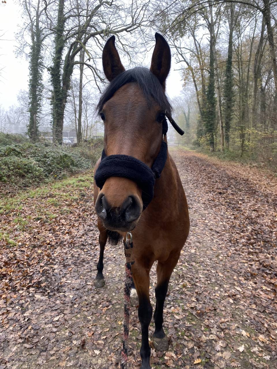 Petite jument de dressage 