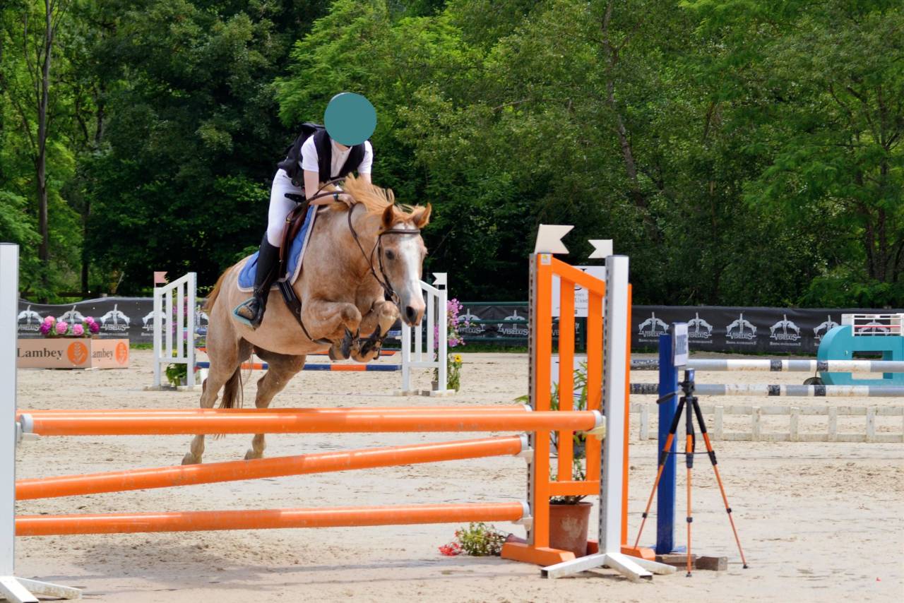 Poney C 8 ans Welsh Part-Bred polyvalent