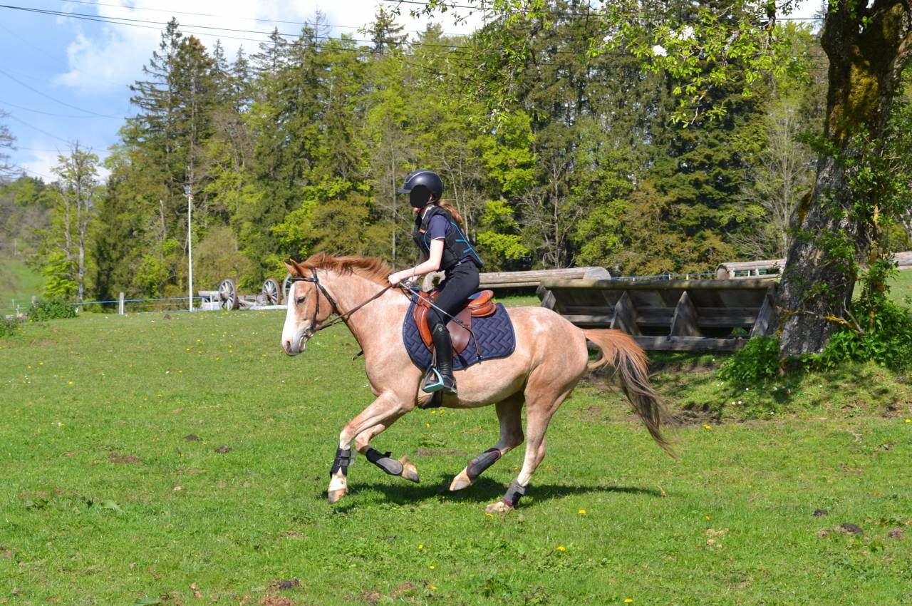 Poney C 8 ans Welsh Part-Bred polyvalent
