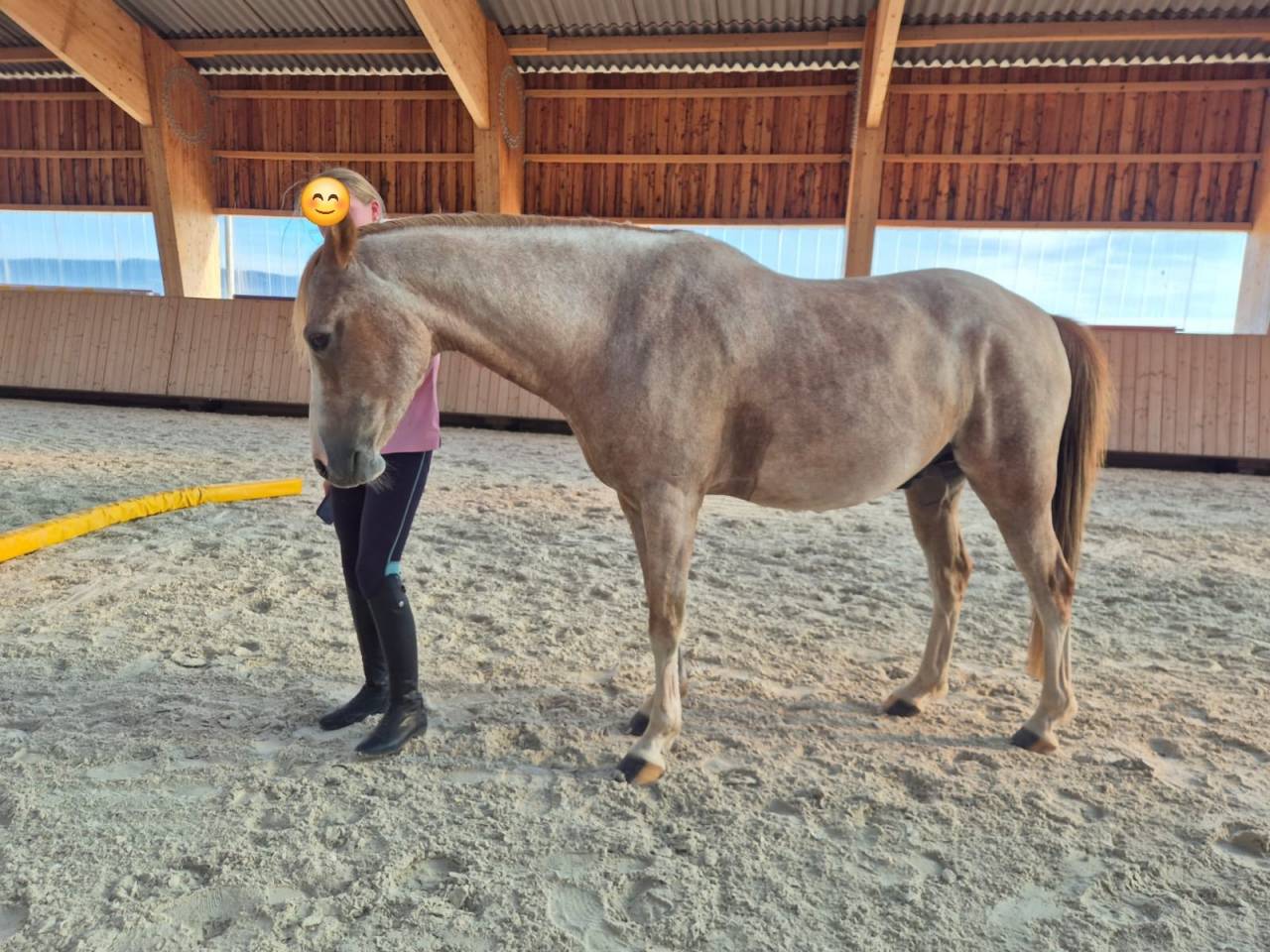 Poney C 8 ans Welsh Part-Bred polyvalent