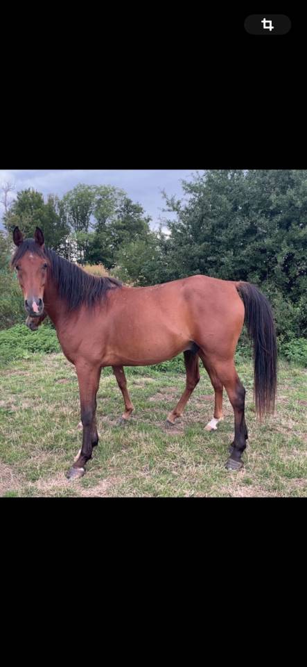 A vendre  tr&egrave;s joli Hongre arabe 8 ans polyvalent