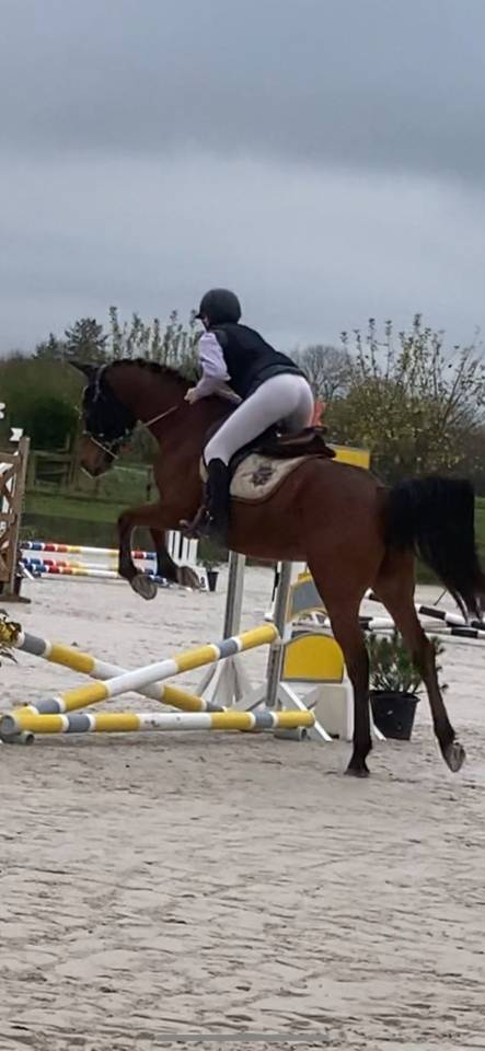 A vendre  tr&egrave;s joli Hongre arabe 8 ans polyvalent