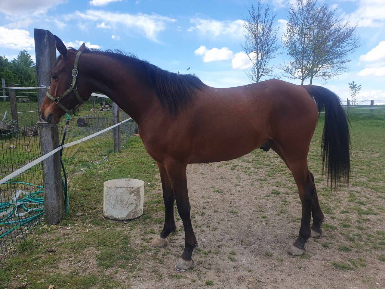 A vendre  tr&egrave;s joli Hongre arabe 8 ans polyvalent