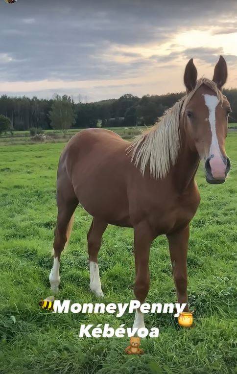 A vendre Jument arabe 4 ans 1.58m