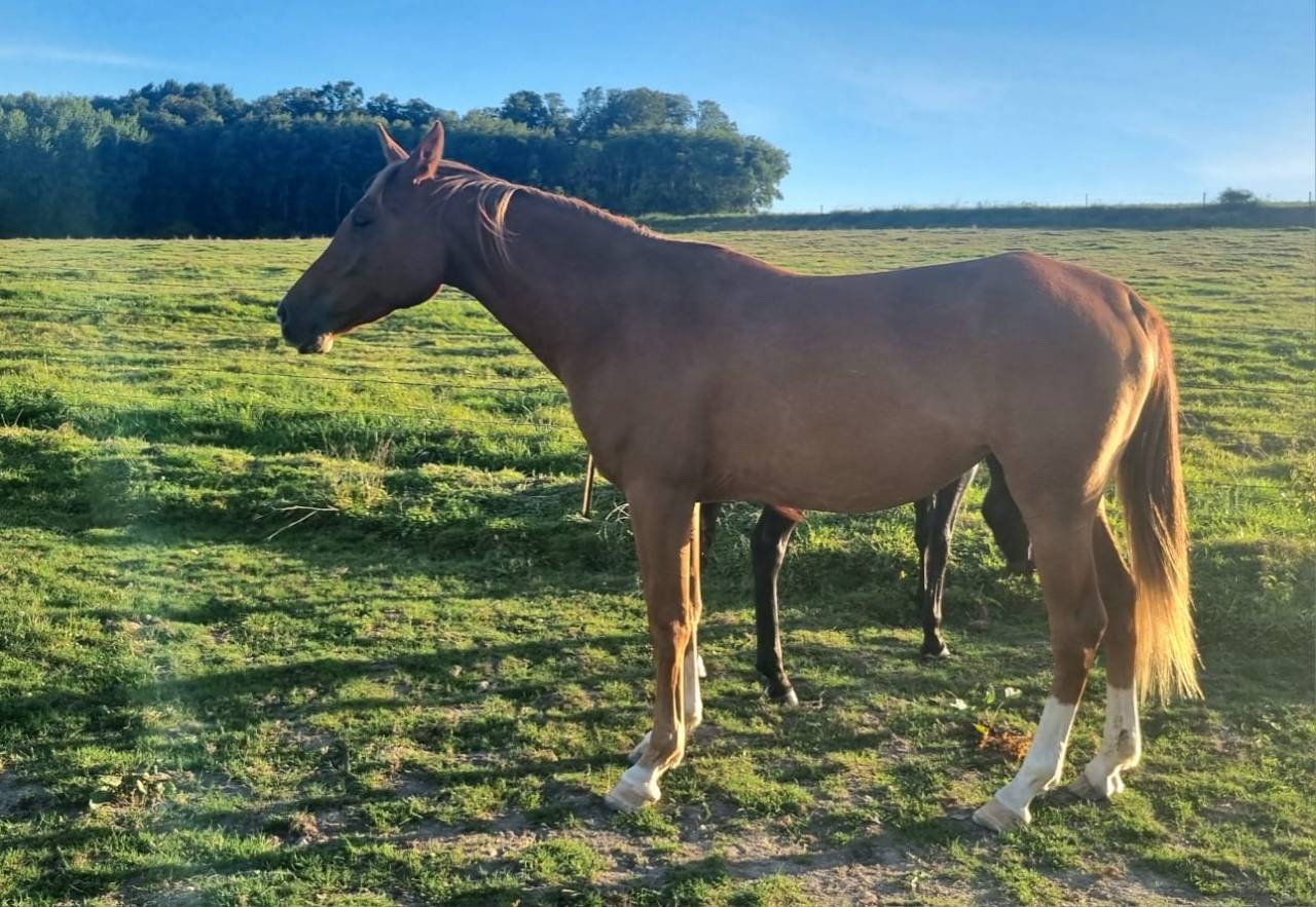 A vendre Jument arabe 4 ans 1.58m