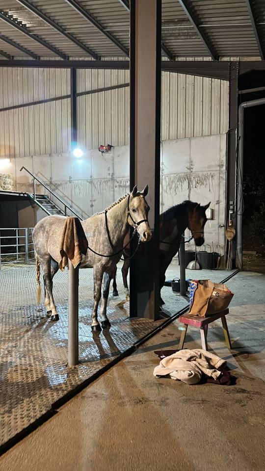 Petit cheval ma&icirc;tre d&rsquo;&eacute;cole 