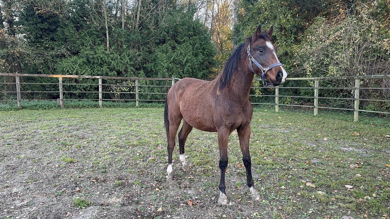 Fils de m&egrave;re performante sur 135 