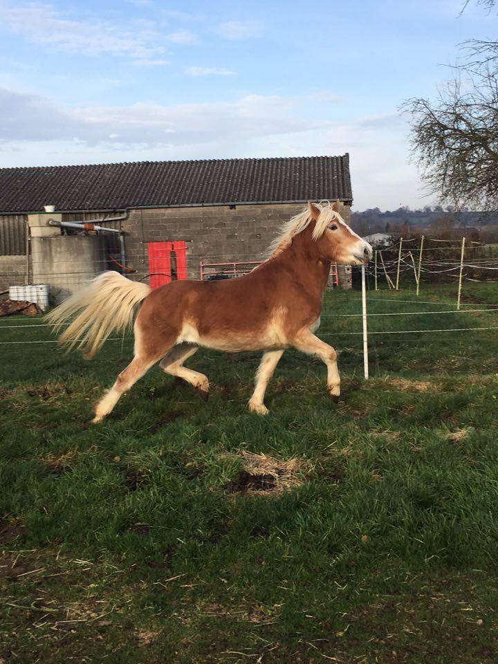 A VENDRE JUMENT PP HAFLINGER indemne PSSM1