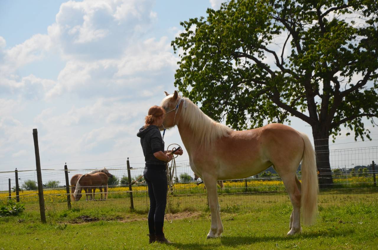 A VENDRE JUMENT PP HAFLINGER indemne PSSM1