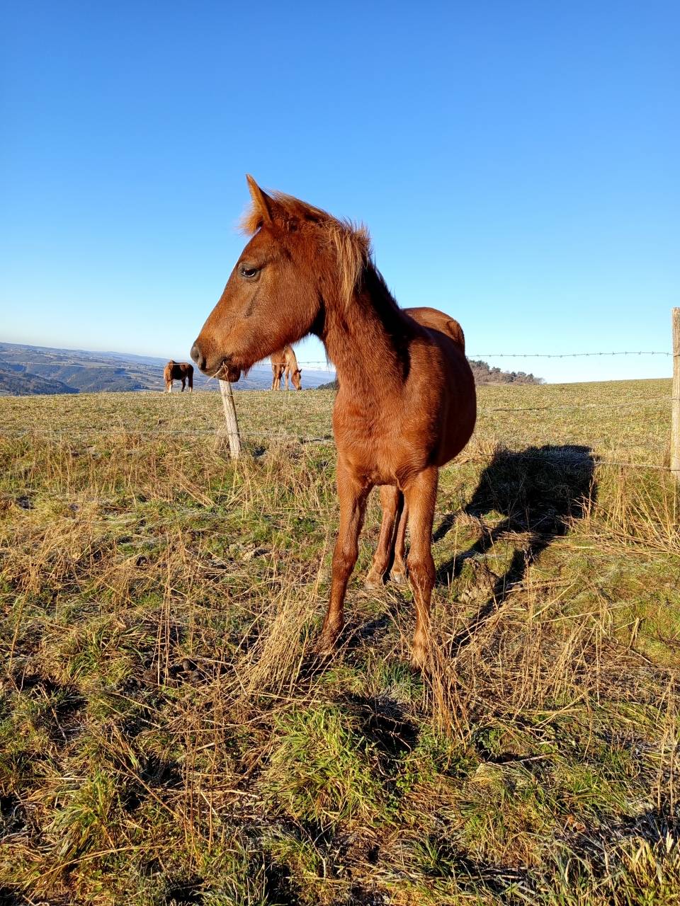 Pouliche Pur sang arabe 