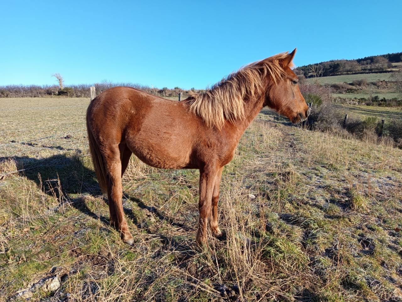 Pouliche Pur sang arabe 