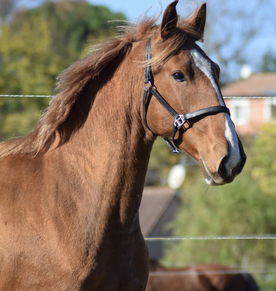 Poulain Pur Sang Lusitanien