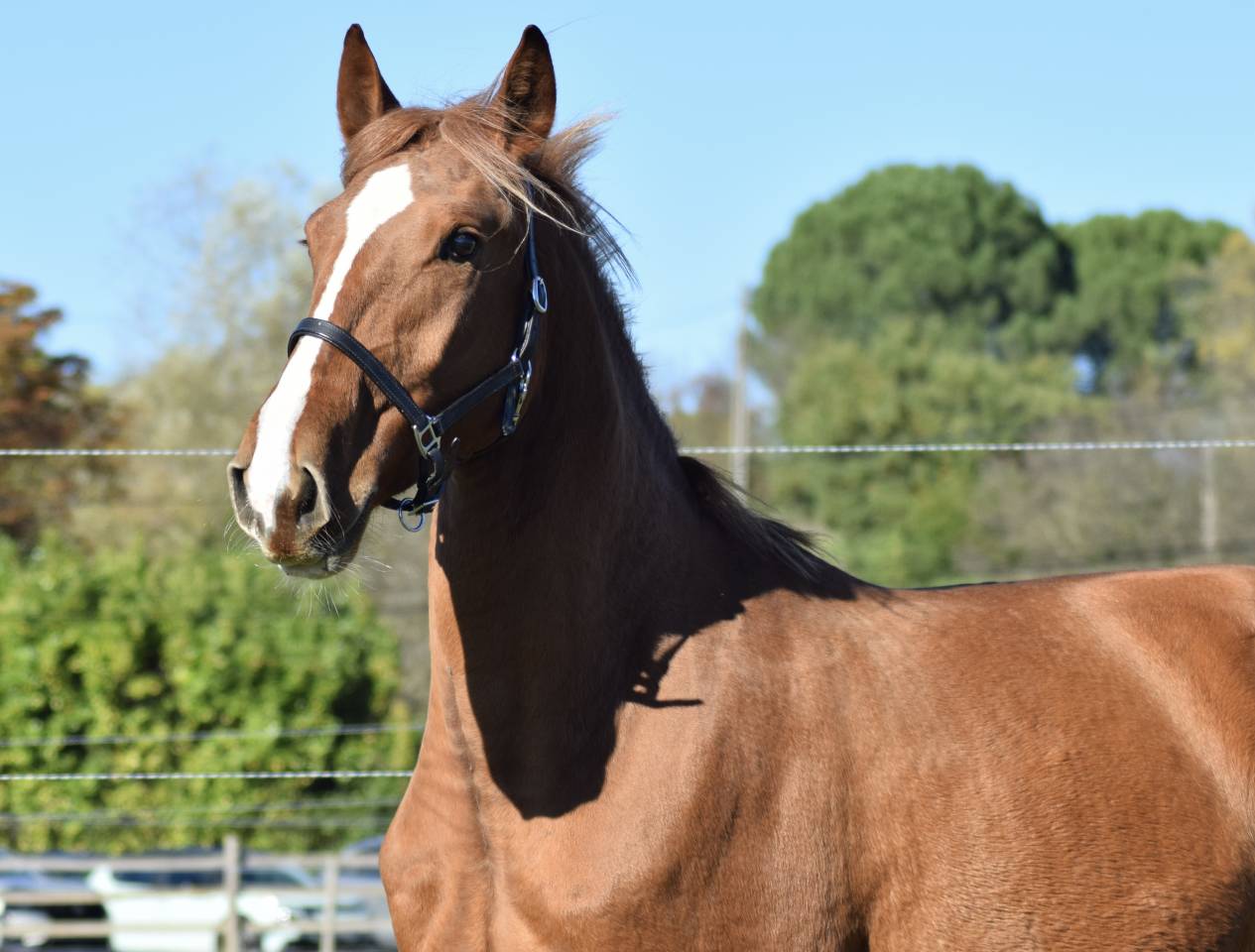 Poulain Pur Sang Lusitanien