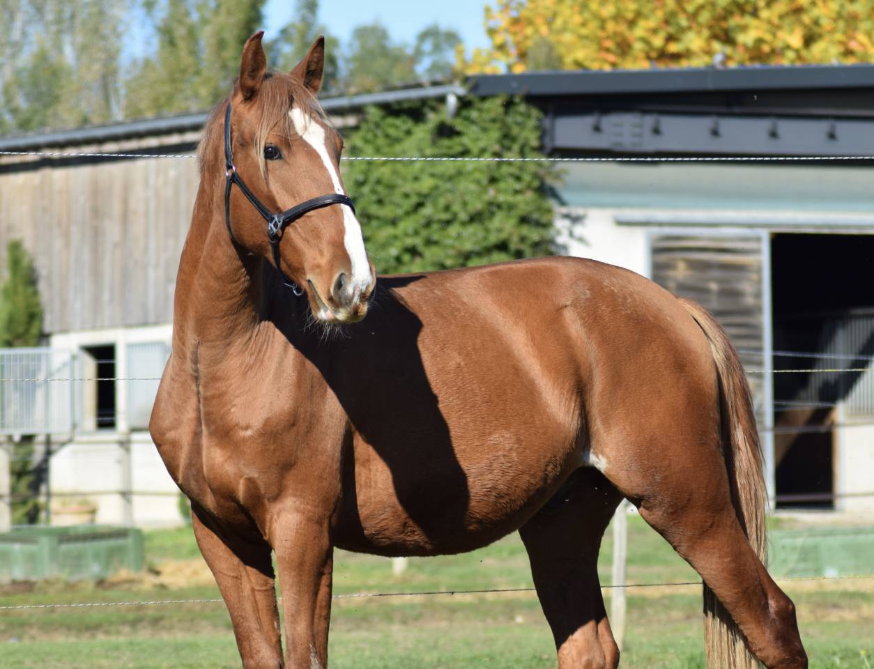 Poulain Pur Sang Lusitanien