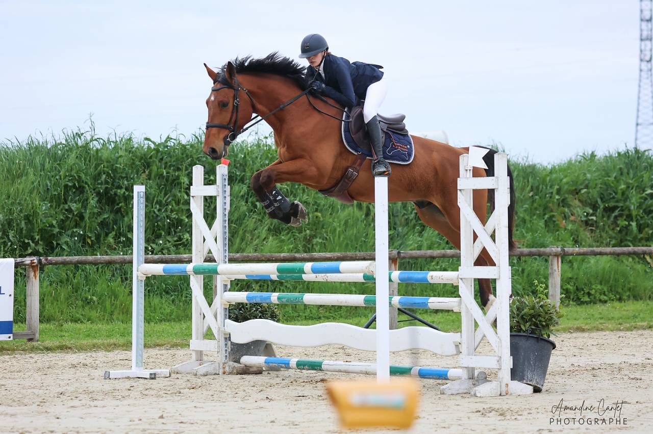 Hongre Selle Fran&ccedil;ais de 6 ans 