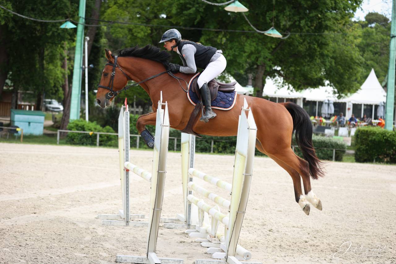 Hongre Selle Fran&ccedil;ais de 6 ans 