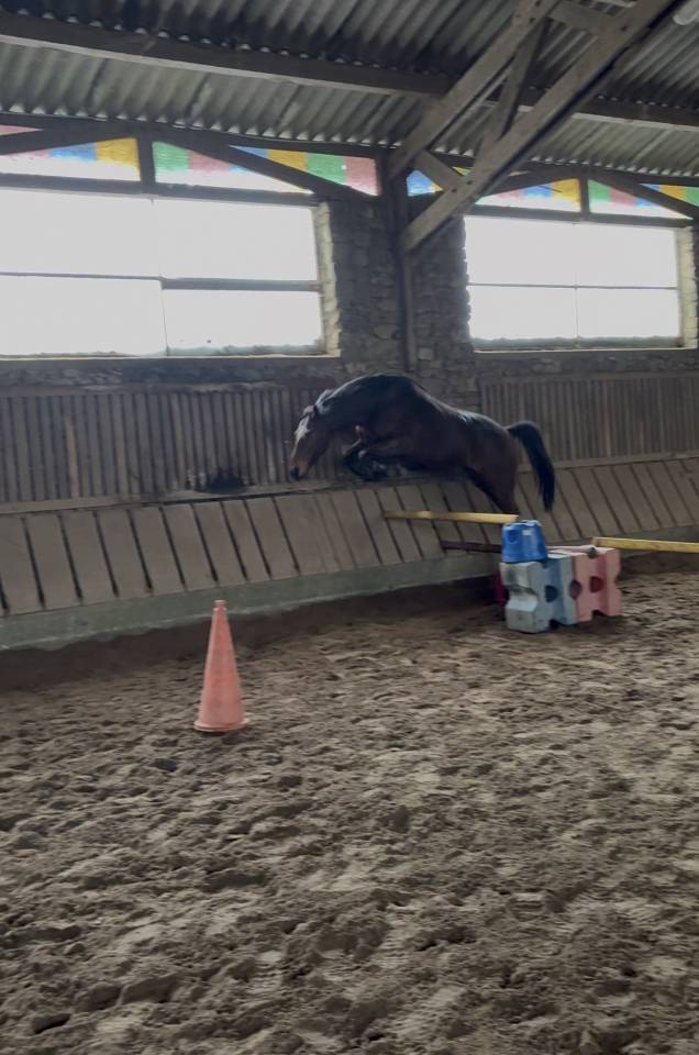 Super cheval loisirs /comp&eacute;tition