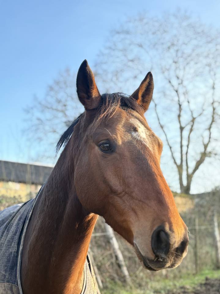 Super cheval loisirs /comp&eacute;tition