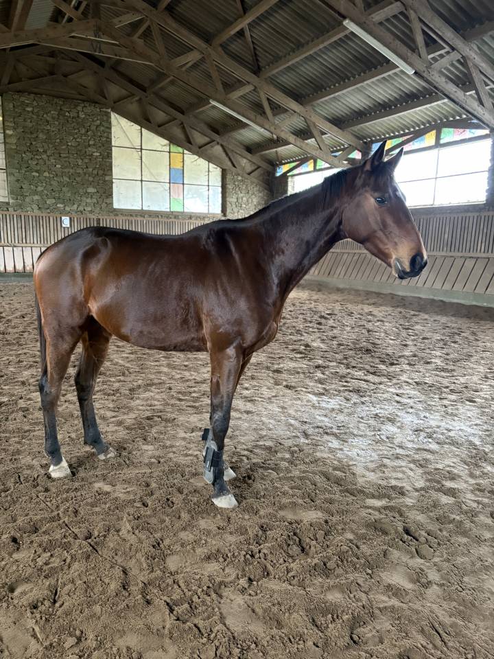 Super cheval loisirs /comp&eacute;tition