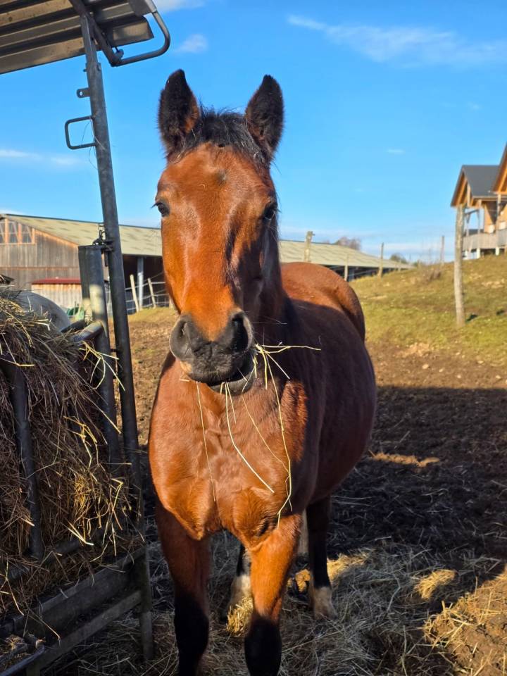 Ponette de sport &agrave; vendre