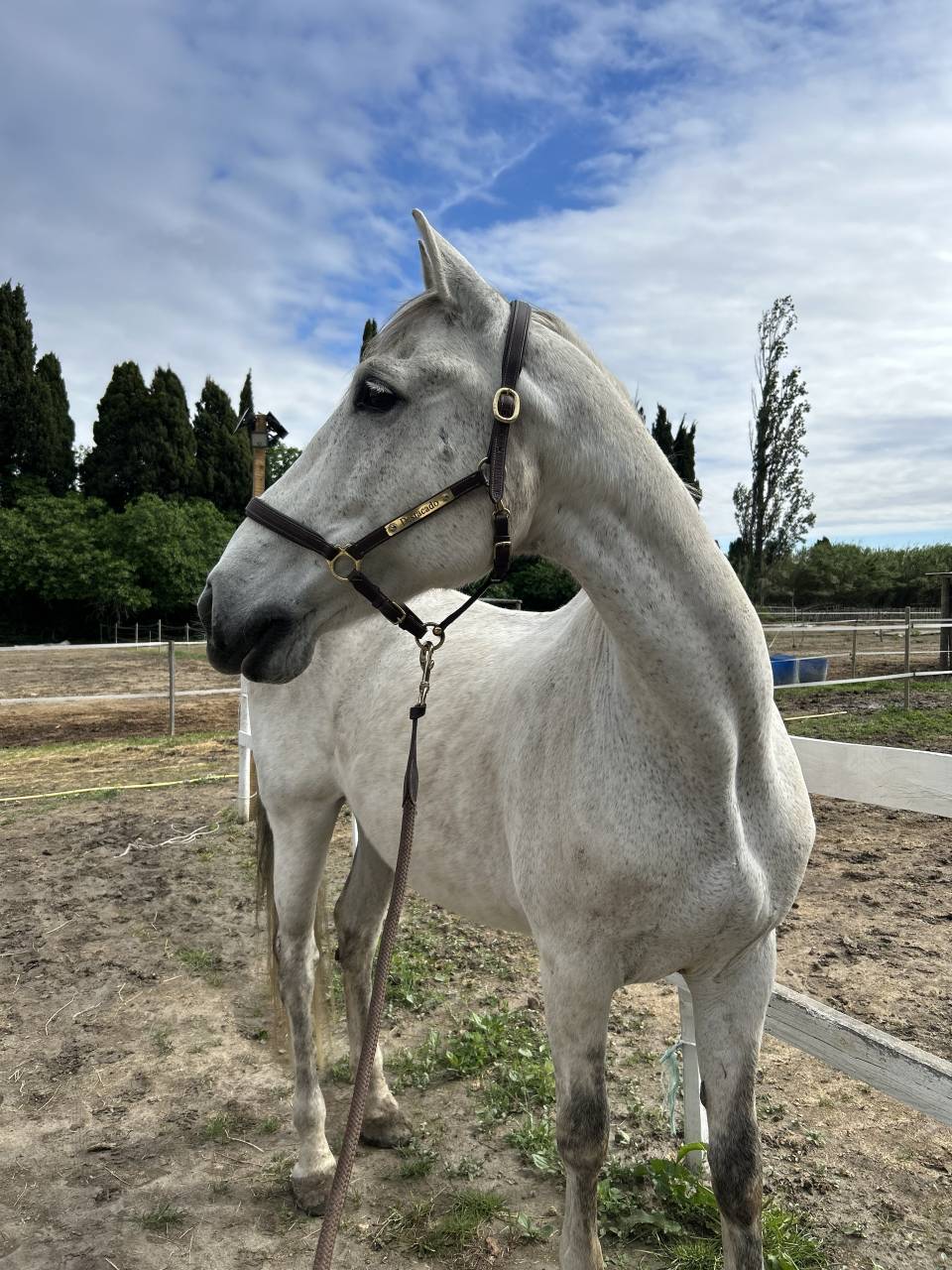 Cheval hongre de loisir ou compagnie 