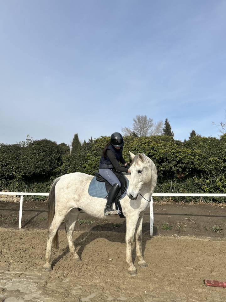 Cheval hongre de loisir ou compagnie 