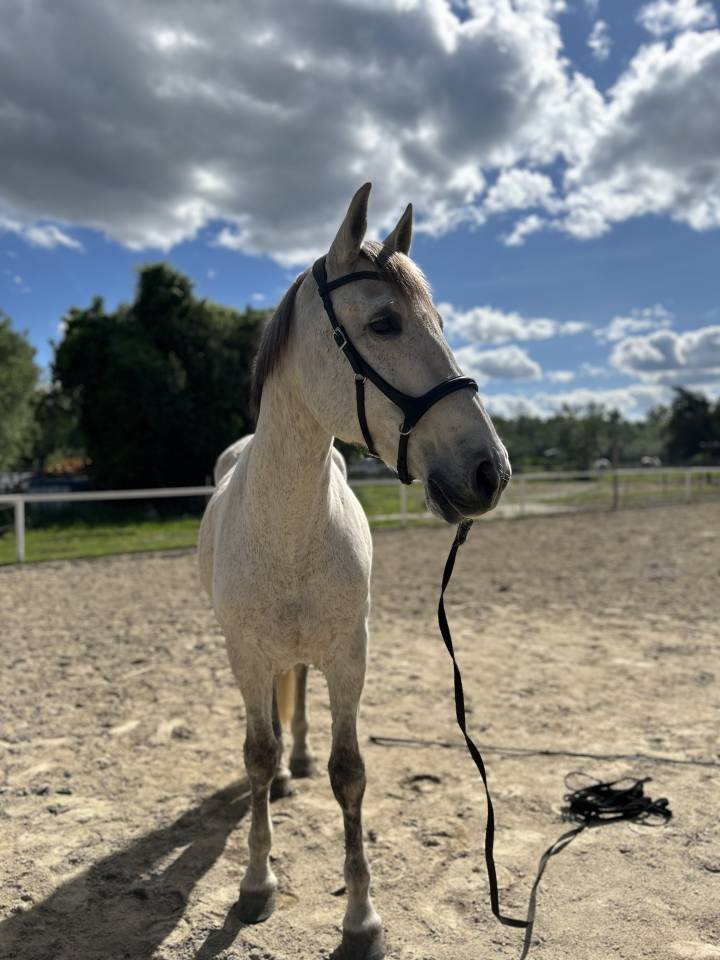 Cheval hongre de loisir ou compagnie 