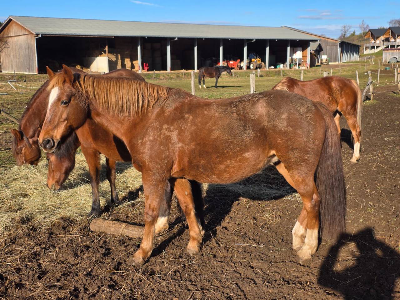 Ponette retrait&eacute;e &agrave; vendre