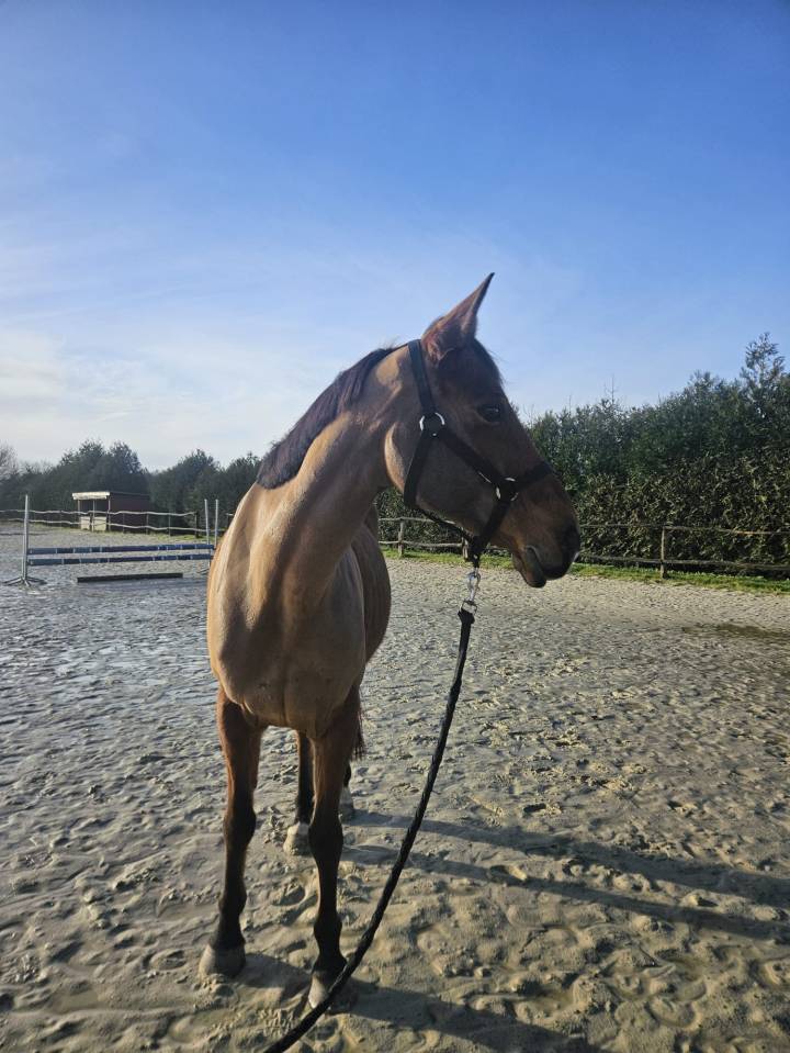 Poulini&egrave;re typ&eacute;e arabe (37.5%) ou pour cavalier averti