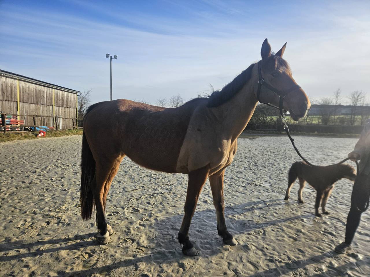 Poulini&egrave;re typ&eacute;e arabe (37.5%) ou pour cavalier averti