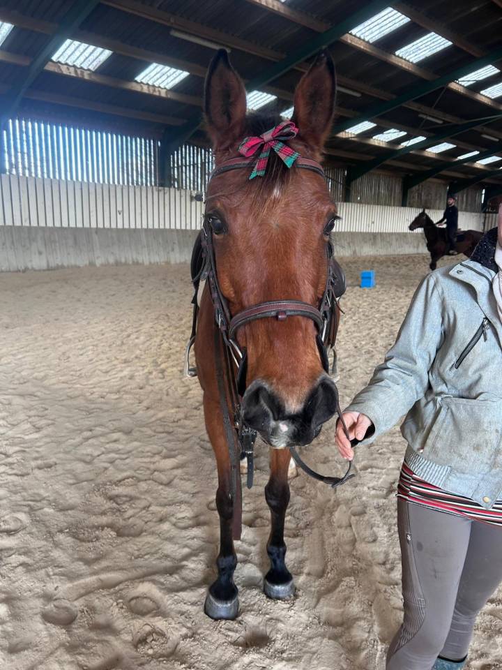 Poulini&egrave;re typ&eacute;e arabe (37.5%) ou pour cavalier averti