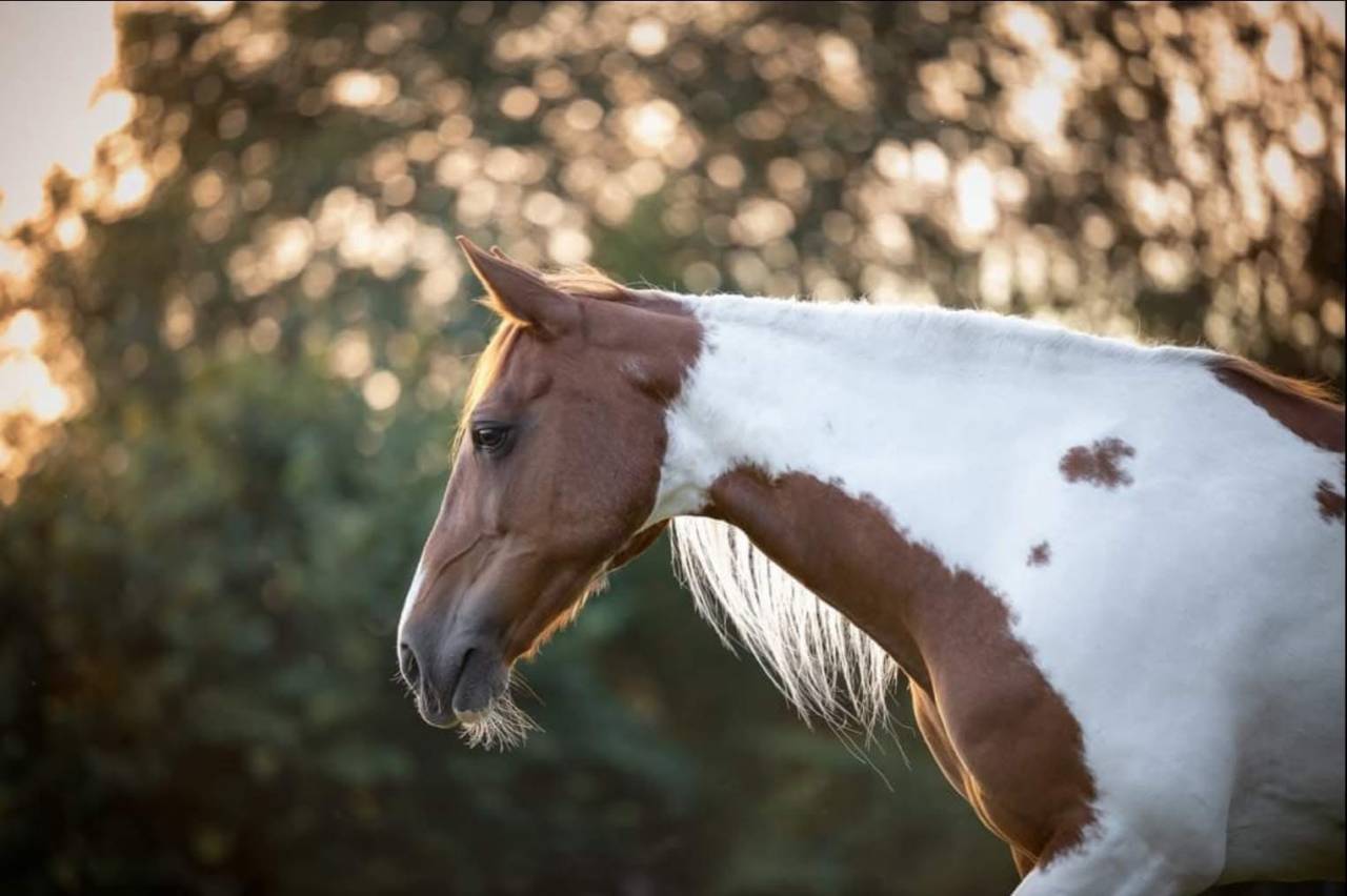 Demi-pension pour Rowan