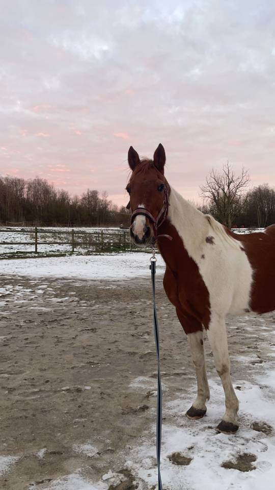 Demi-pension pour Rowan